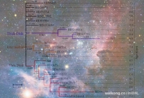 天文学家构建了太阳周围恒星的“进化树”