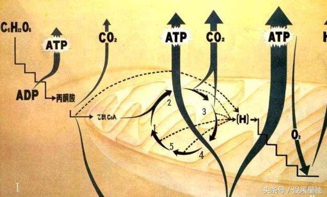 木卫二海洋每天要吸收数万吨氧气！这是木卫二的生命在耗氧吗？-2.jpg